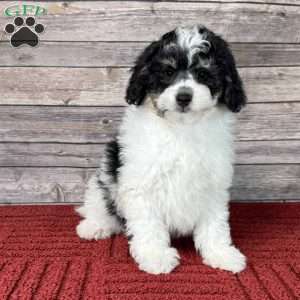 Austin, Mini Bernedoodle Puppy